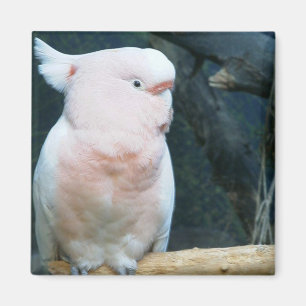 Major Mitchell Cockatoo Magnet