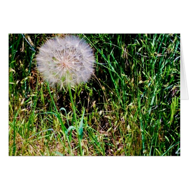 "Make a Wish" collection (Front Horizontal)