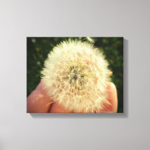 "Make a Wish" Dandelion Seed Head Canvas Print