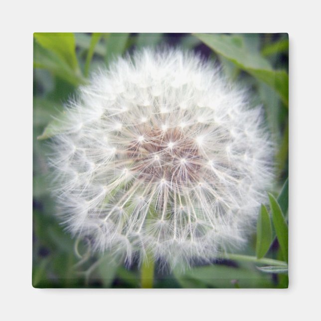 Make A Wish Magnet (Front)