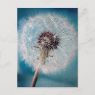 Make a Wish Postcard