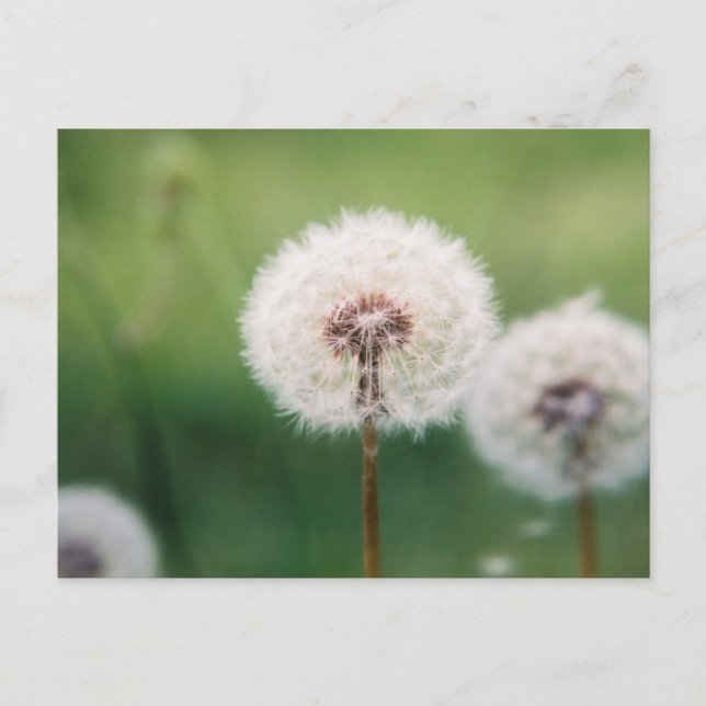 Make a Wish Postcard (Front)