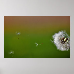 Make a wish! poster