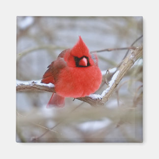 Make_Cardinal_Magnet Magnet