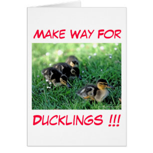 Make Way For Ducklings!!!