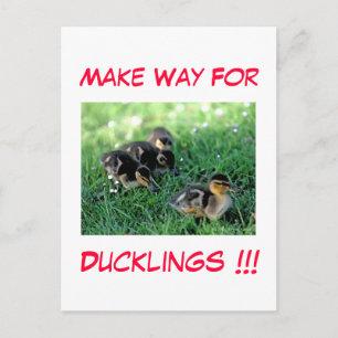 Make Way For Ducklings!!! Postcard