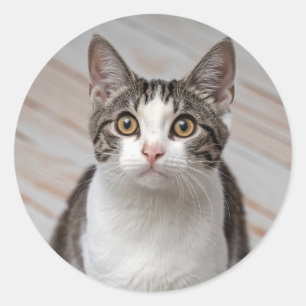 Make Your Own Custom Photo Pet Cat Dog Animal      Classic Round Sticker
