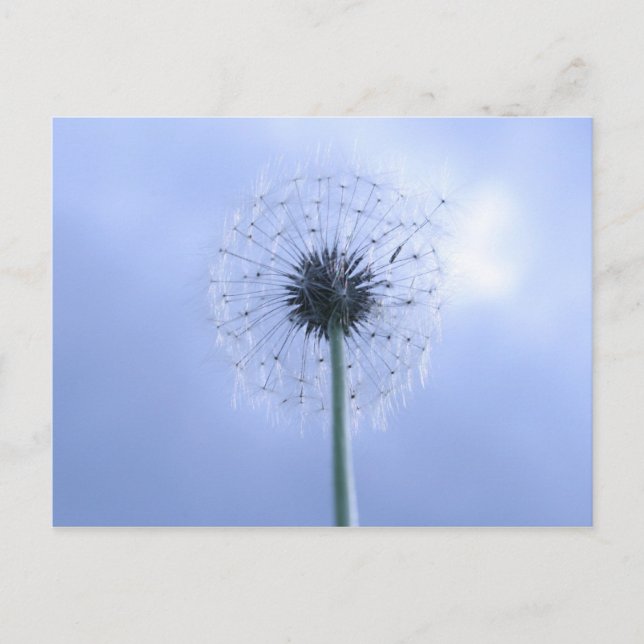 Makin' Wishes Postcard (Front)