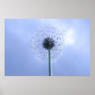 Makin' Wishes Poster