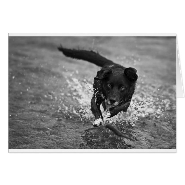 making a splash (Front Horizontal)