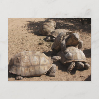 Making Love Postcard