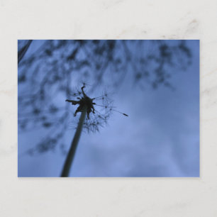 Making Wishes Postcard