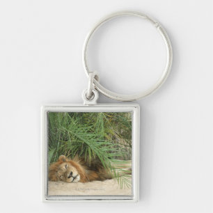 Mala Mala Reserve, Mpumalanga Province, South Key Ring