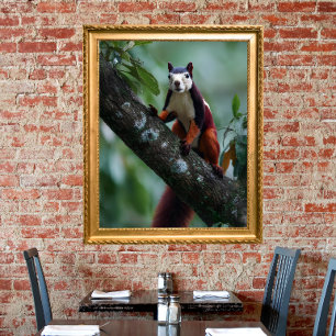 Malabar giant squirrel  poster