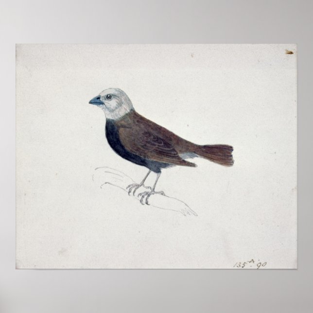 Malacca Crossbeak Poster (Front)