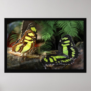 Malachite Butterflies 1 Poster -60x40 -or smaller