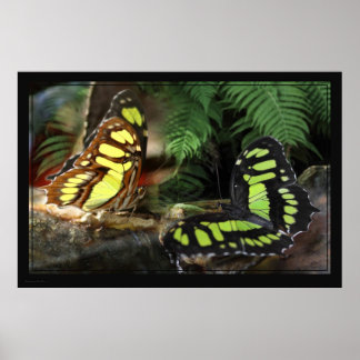 Malachite Butterflies 1 Poster -60x40 -or smaller