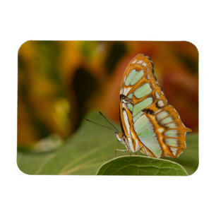 Malachite Butterfly  on a leaf Magnet