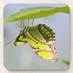 Malachite butterfly on leaf coaster