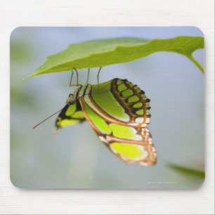 Malachite butterfly on leaf mouse pad