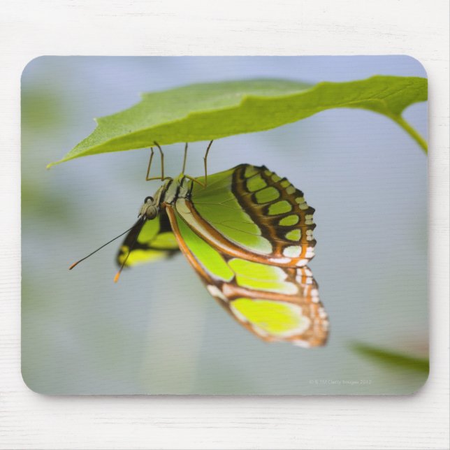Malachite butterfly on leaf mouse pad (Front)