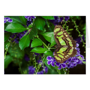 Malachite butterfly on purple flower