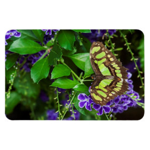 Malachite butterfly on purple flower magnet