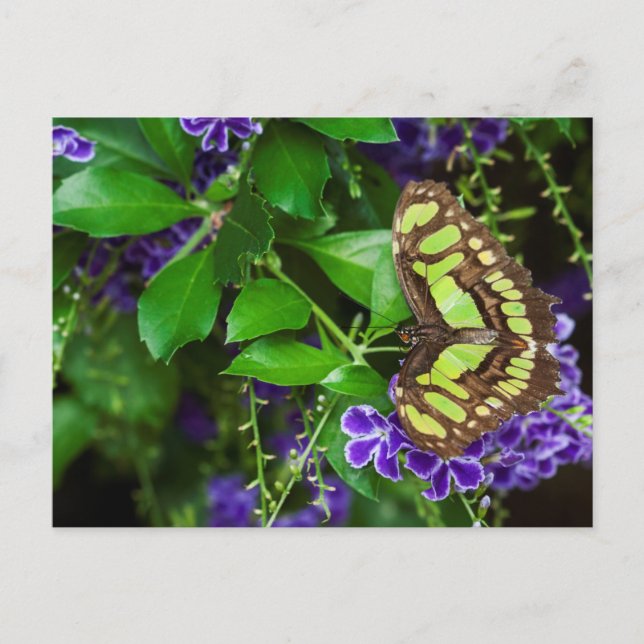 Malachite butterfly on purple flower postcard (Front)