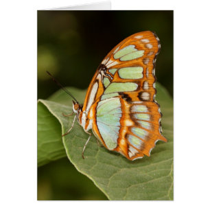 Malachite butterfly perched on a leaf