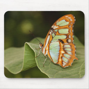 Malachite butterfly perched on a leaf mouse pad