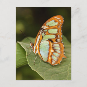 Malachite butterfly perched on a leaf postcard