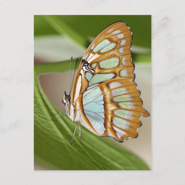 Malachite Butterfly Postcard (Front)