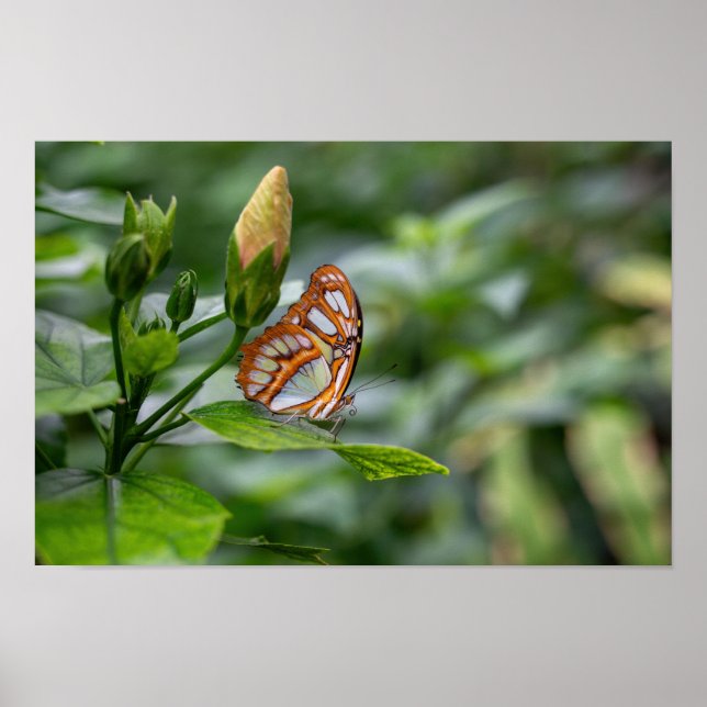 Malachite butterfly  poster (Front)