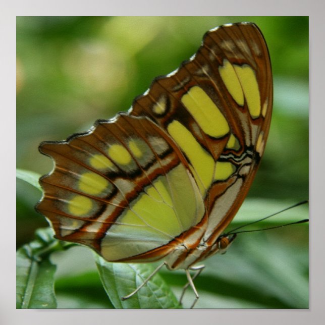 Malachite Butterfly Poster Print (Front)