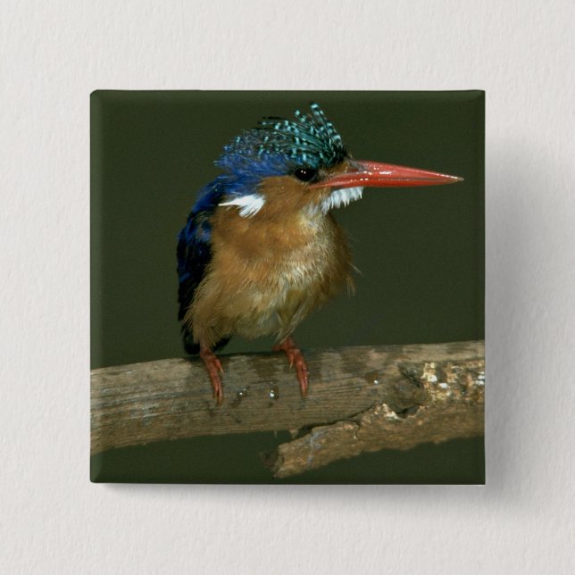 Malachite Kingfisher 15 Cm Square Badge (Front)