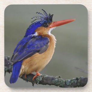 Malachite Kingfisher, Alcedo cristata, Lake Coaster