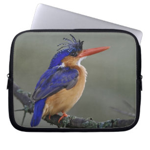 Malachite Kingfisher, Alcedo cristata, Lake Laptop Sleeve
