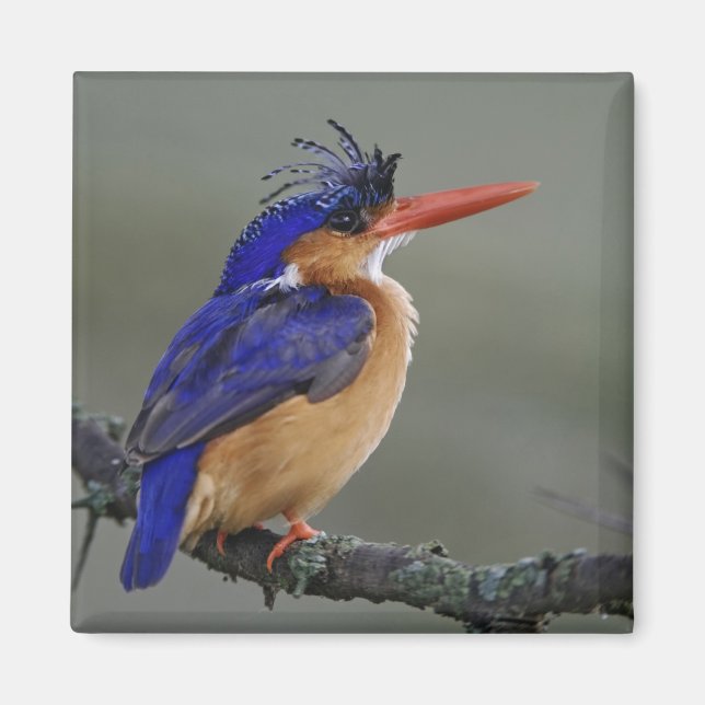 Malachite Kingfisher, Alcedo cristata, Lake Magnet (Front)