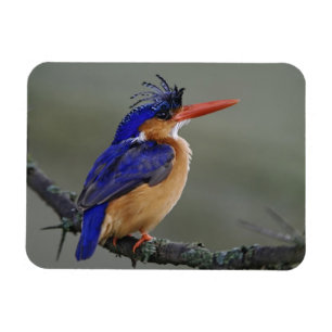 Malachite Kingfisher, Alcedo cristata, Lake Magnet