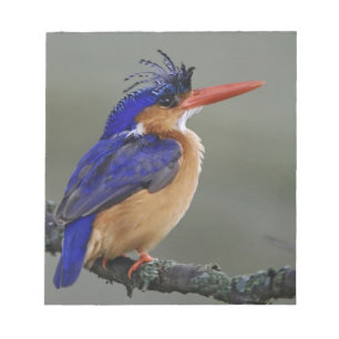 Malachite Kingfisher, Alcedo cristata, Lake Notepad
