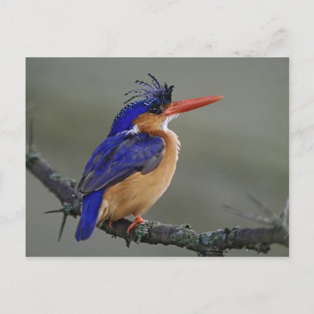 Malachite Kingfisher, Alcedo cristata, Lake Postcard (Front)
