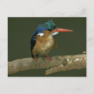 Malachite Kingfisher Postcard