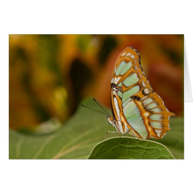 Malachite on a leaf (Front Horizontal)