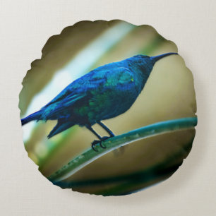 Malachite Sunbird Perched Closeup Round Cushion
