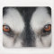 Malamute Dog Brown Eyes