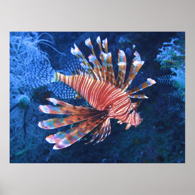 Malapascua Lionfish Poster (Front)