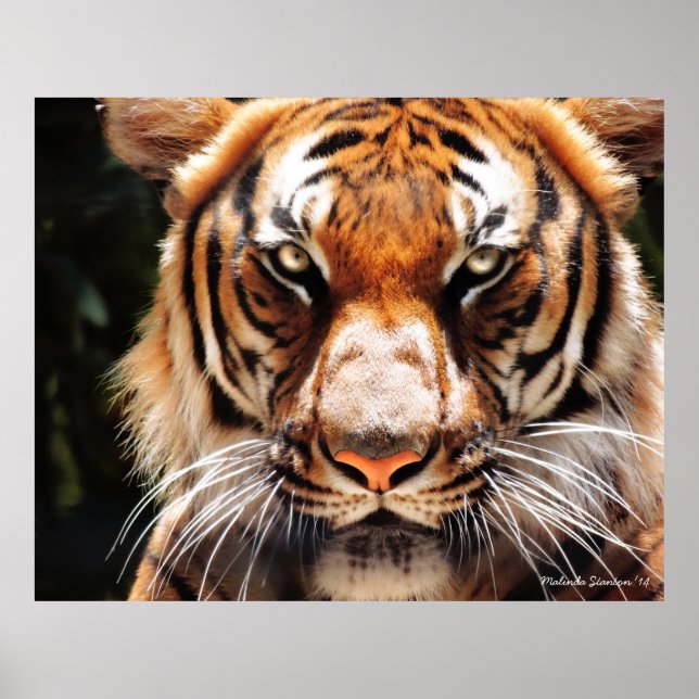 Malayan King Poster (Front)