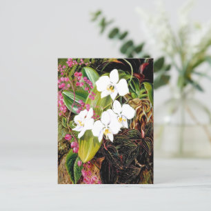 Malayan Moth Orchid and an American Climber Postcard