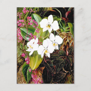 Malayan Moth Orchid and an American Climber Postcard