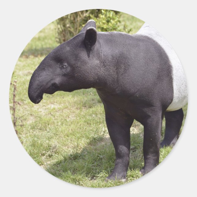 Malayan tapir on grass classic round sticker (Front)